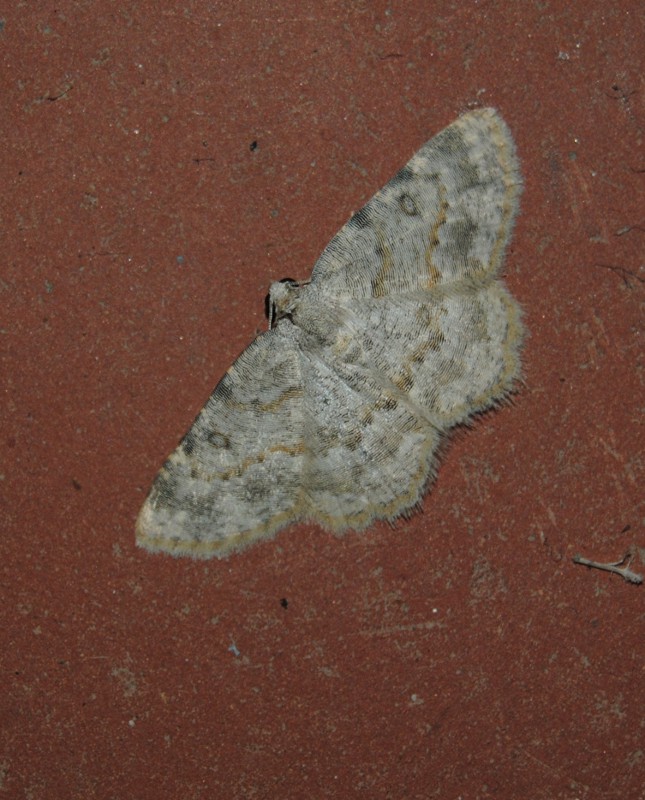 Id. geometridae